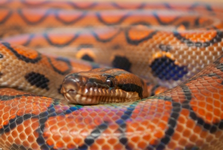 this boa is one of the most beautiful snakes in the worldの写真素材