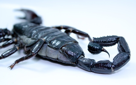 the emperor scorpion the biggest in te worldの写真素材