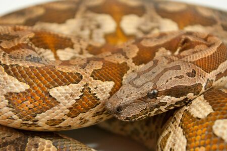 Madagascar boa