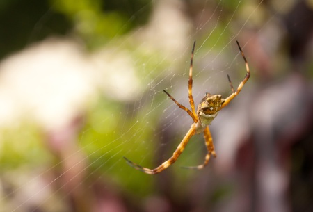 Web orb spiderの写真素材