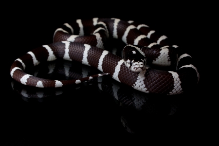 a california false coral snakeの写真素材