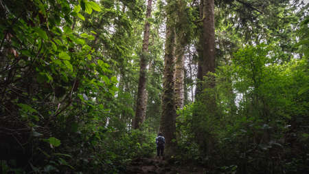 Beautiful rain forests and beaches on Vancouver Island in British Columbia, Canada. This part of Island is called also Canadians Hawaii.の写真素材