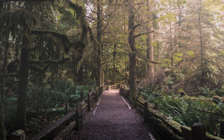 Beautiful rain forests and beaches on Vancouver Island in British Columbia, Canada. This part of Island is called also Canadians Hawaii.の写真素材