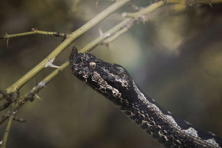 Bitis nasicornis is a venomous viper species found in the forests of West and Central Africa. A...