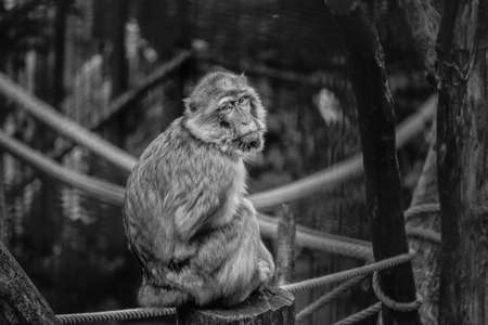 The Barbary macaque, also known as Barbary ape or is a species of macaque unique for its distribution outside Asia.の写真素材
