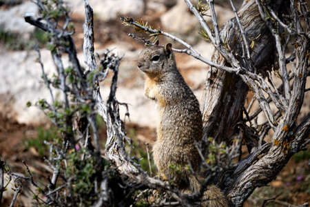 Popular wildlife animal at Grand Canyon is this squirell.の写真素材