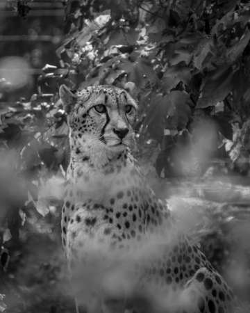 The cheetah is the fastest land animal.の写真素材