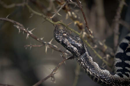 Bitis nasicornis is a venomous viper species found in the forests of West and Central Africa. A large viper, known for its striking coloration and prominent nasal "horns."の写真素材