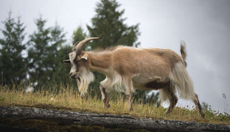 Beautiful rain forests and beaches on Vancouver Island in British Columbia, Canada. This part of Island is called also Canadians Hawaii.の写真素材