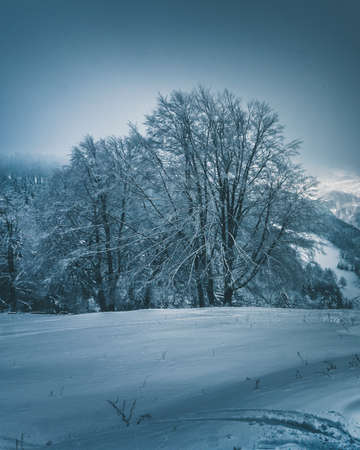 Winter trip from Canada to Slovakia during Christmas time.の写真素材