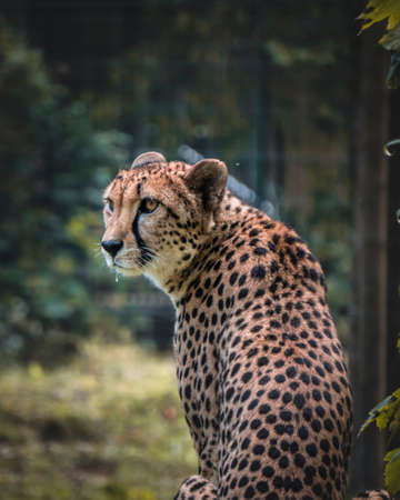 The cheetah is the fastest land animal.の写真素材