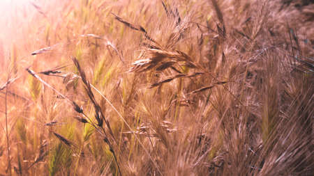 Colorful plants and grass on the fieldの写真素材