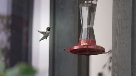 Beautiful small Hummingbird flying and feeding in park.の写真素材