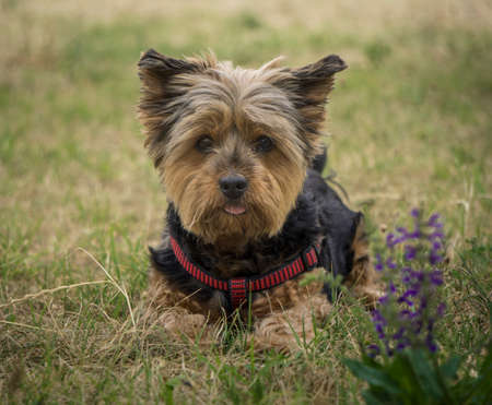 Ridiculously Photogenic Yorkshire Terrier Mia in the grass in Slovakia Europeの写真素材
