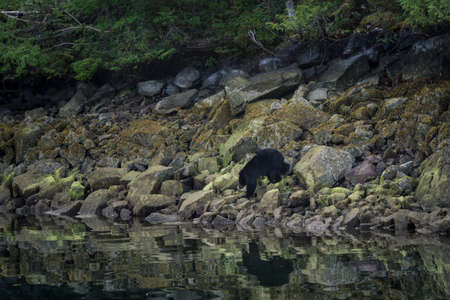 The most incredible coastline for viewing black bears close Tofino in Canada. Bears looking for food during low tide.の写真素材