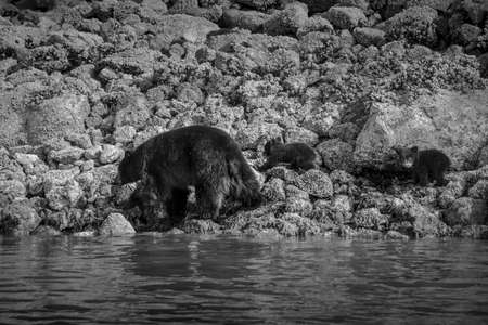 The most incredible coastline for viewing black bears close Tofino in Canada. Bears looking for food during low tide.の写真素材