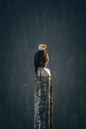 Bald Eagle sitting and enjoying the view in the morning on the ocean.の写真素材