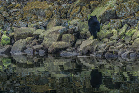 The most incredible coastline for viewing black bears close Tofino in Canada. Bears looking for food during low tide.の写真素材