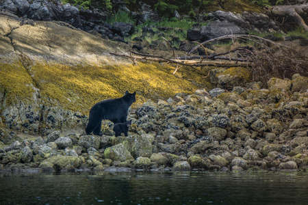 The most incredible coastline for viewing black bears close Tofino in Canada. Bears looking for food during low tide.の写真素材