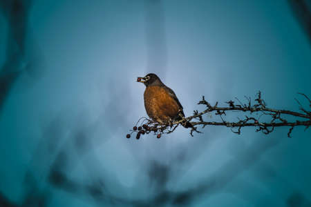 Adorable small bird sitting on branch.の写真素材