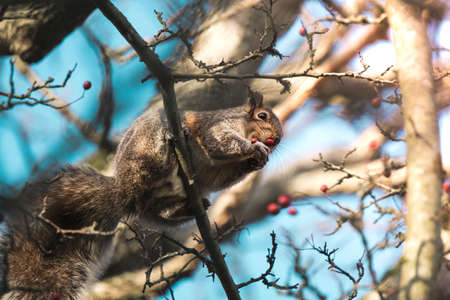 Adorable squirrel sitting on branch and eating red berry. Wildlife Encounter in Vancouver Island Canadaの写真素材