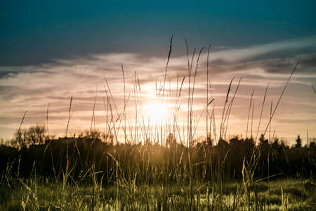 Colorful plants and grass on the field.の写真素材