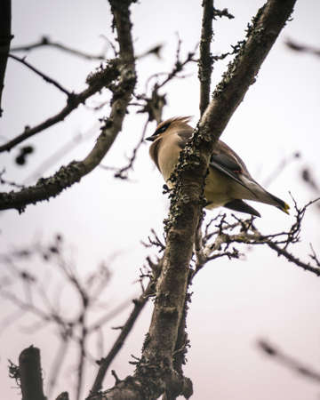 Adorable small bird sitting on branchの写真素材