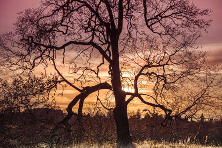 Siluete of tree and magical sunset colorful background in Victoria Canadaの写真素材