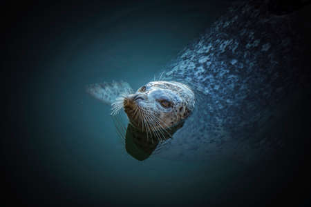 Cute Pacific harbor seal in Victoria on Vancouver Islandの写真素材