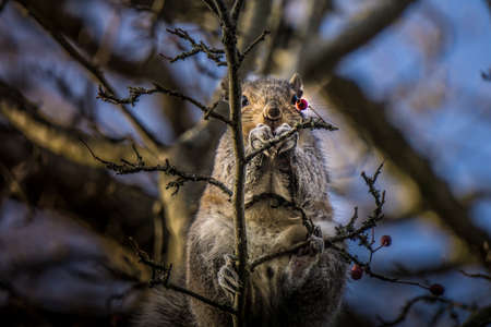 Adorable squirrel sitting on branch and eating red berry. Wildlife Encounter in Vancouver Island Canadaの写真素材