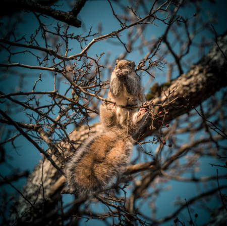 Adorable squirrel sitting on branch and eating red berry. Wildlife Encounter in Vancouver Island Canadaの写真素材