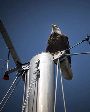 Bald Eagle sitting on the sail in canadian harbor Oak Bay in Victoria.の写真素材