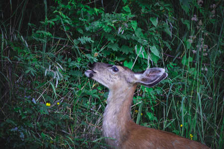 Doe and deer are on Vancouver Island like a pets around the house