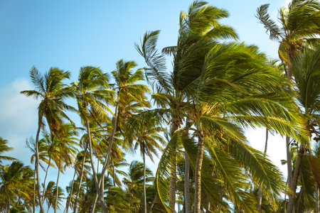 Tall palm trees bend gently in the breeze under a clear blue sky, creating a peaceful and tropical...