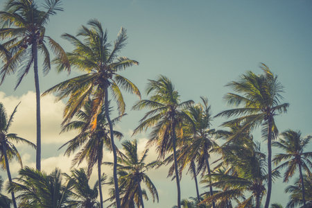 Tall palm trees fill the scene against a clear blue sky, gently swaying in the warm breeze. The...