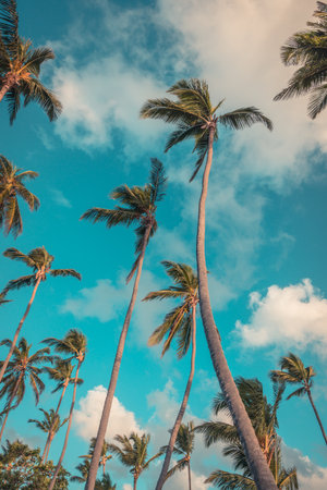 Palm trees stretch high towards the bright blue sky filled with fluffy clouds. The scene captures a relaxed tropical vibe, perfect for a sunny day.の写真素材
