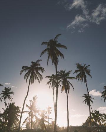Tall palm trees stand tall as the sun sets behind them, casting a warm glow. The sky transitions to...