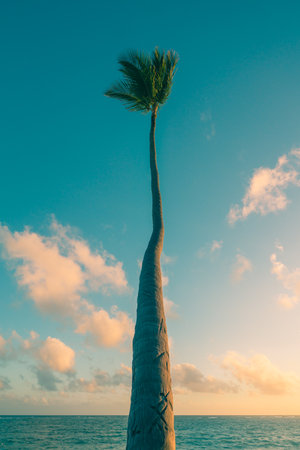 A tall palm tree reaches upward into a colorful sky filled with light clouds, capturing the peaceful...