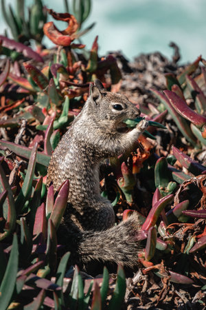 A small squirrel sits among vibrant coastal plants, munching on a snack. The scene captures the animal's natural behavior in a serene coastal environment, showcasing the beauty of nature.の写真素材