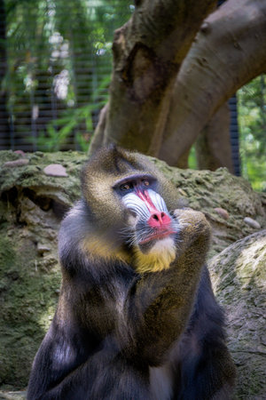 A mandrill sits on a rock, thoughtfully gazing into the distance. The scene is set in a green, lush...