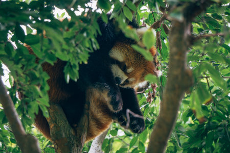 A red panda is lounging on a tree branch, surrounded by green leaves, enjoying a peaceful moment in the sunlight.の写真素材
