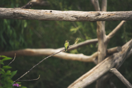 A bright green hummingbird rests on a branch surrounded by vibrant greenery. The setting is...