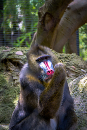 A baboon ponders quietly while resting on a rock. Surrounded by greenery, it showcases its unique features in a natural setting.の写真素材