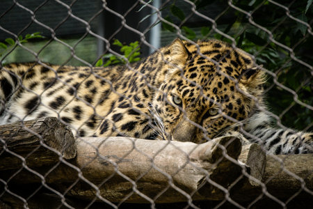 A leopard lays on a log inside a zoo. The animal appears calm, surrounded by greenery and a fence.の写真素材