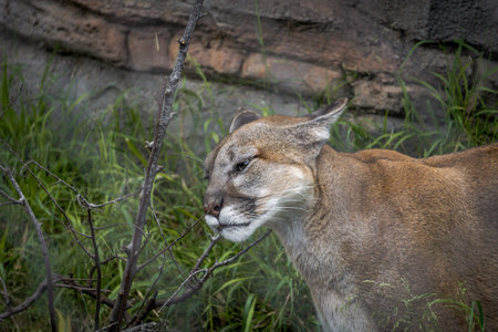A mountain lion is seen exploring its surroundings, with lush grass and rocky terrain in the...