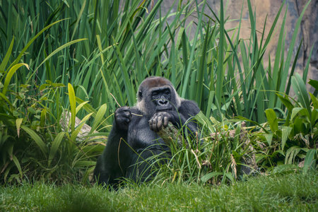 A gorilla sits calmly in a natural habitat, surrounded by tall grass and green plants, enjoying a...