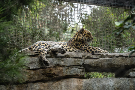 A jaguar rests comfortably on a stone ledge inside a zoo enclosure surrounded by lush greenery. The animal appears calm and content.の写真素材