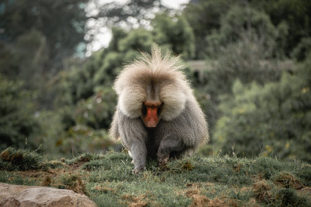 A baboon roams a grassy landscape surrounded by greenery, showcasing its distinctive fur and expressive face as it explores its environment.の写真素材