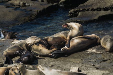 A group of sea lions relaxes on sunlit rocks beside the ocean. They interact playfully, some resting...