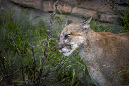 A mountain lion is seen in its natural habitat, exploring the grass and shrubs. The animal is focused on its environment, showcasing its keen senses.の写真素材